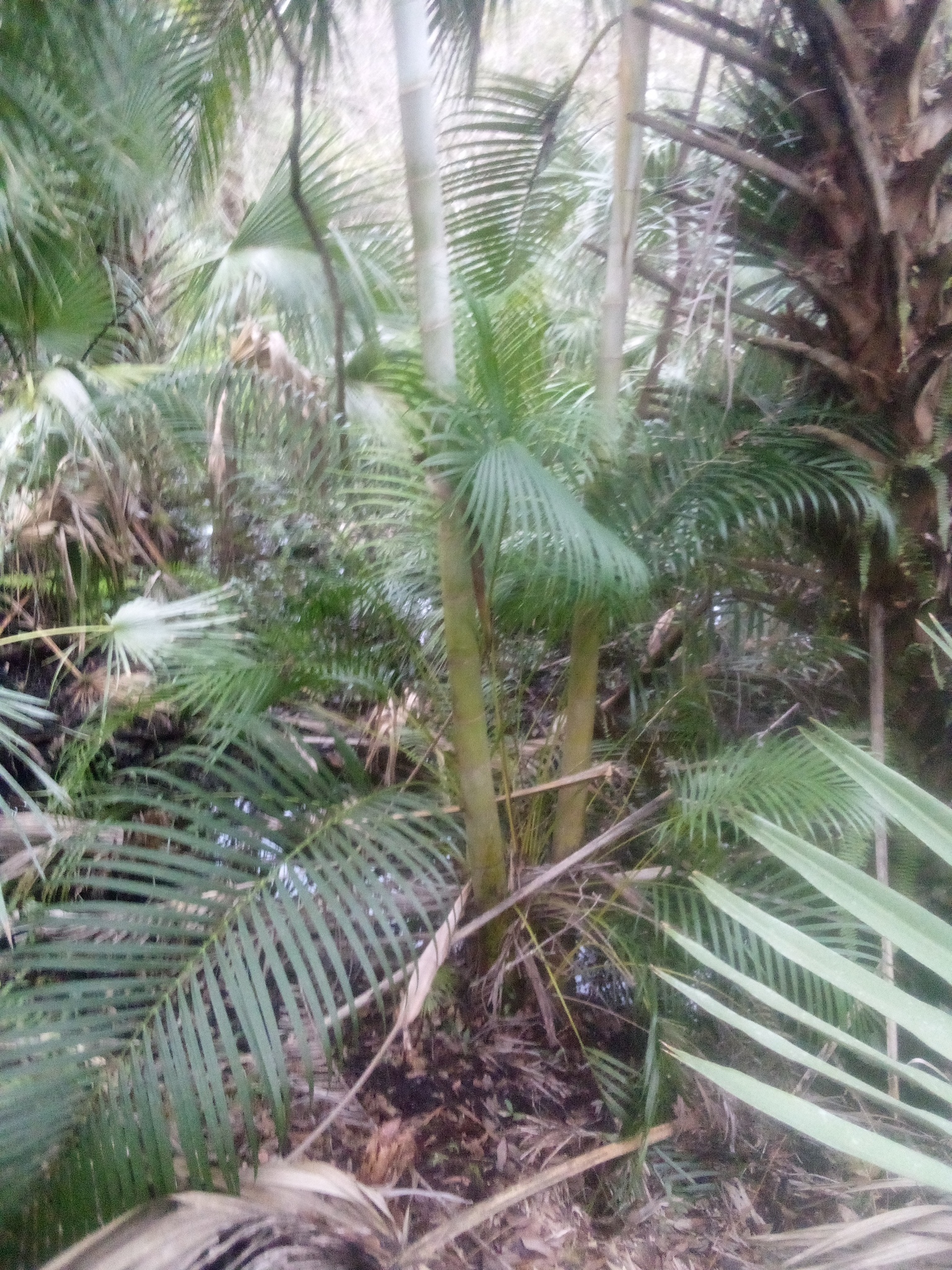 Imagem de Areca-bambu
