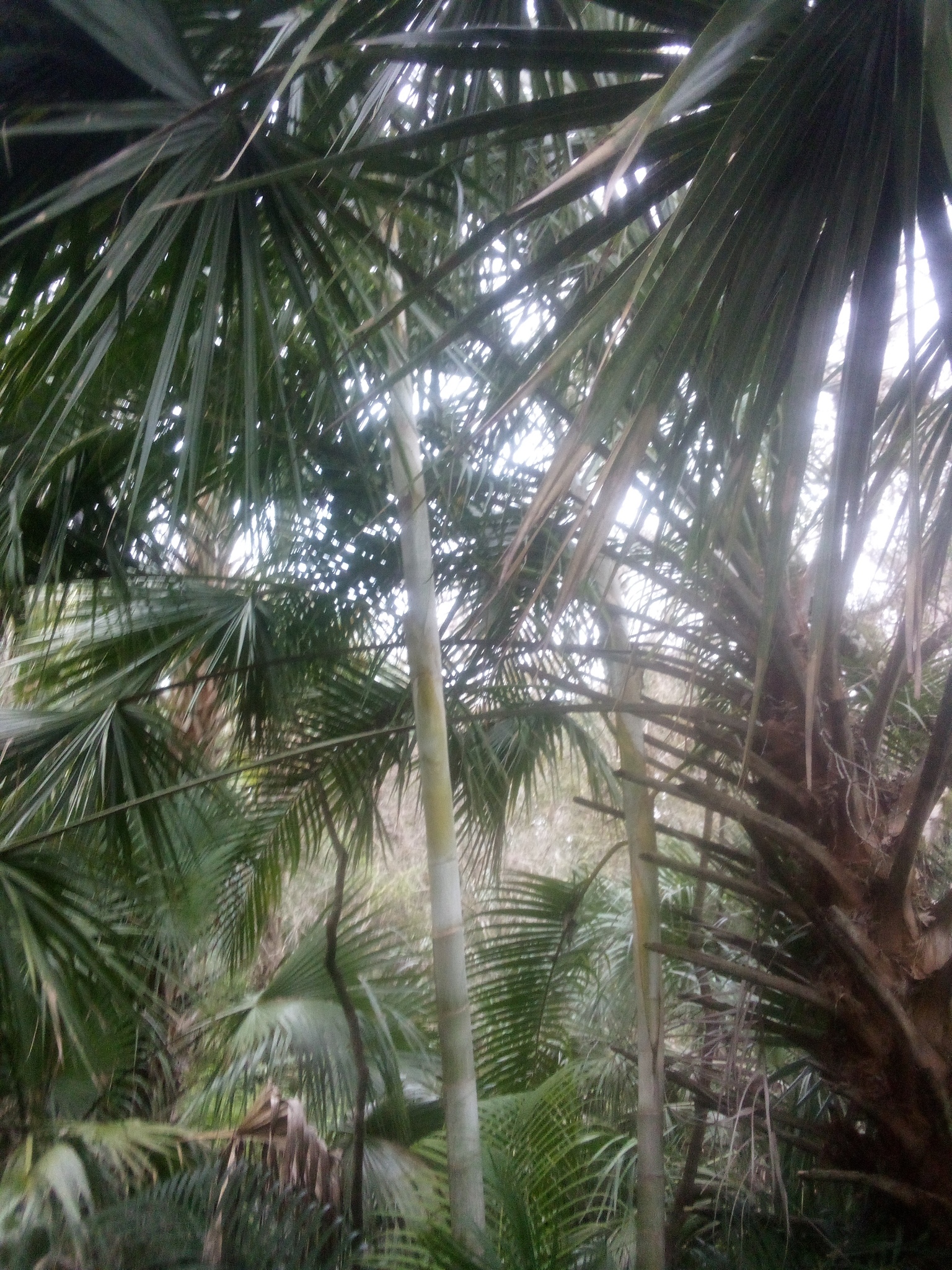 Imagem de Areca-bambu