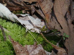 Trigrammia quadrinotaria