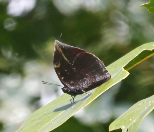 Memphis aureola