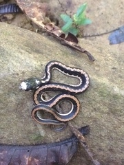 Rhabdophis chrysargoides