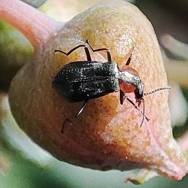 Attalus ornatissimus