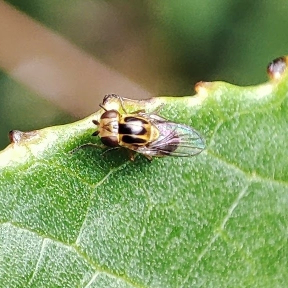 Thaumatomyia notata