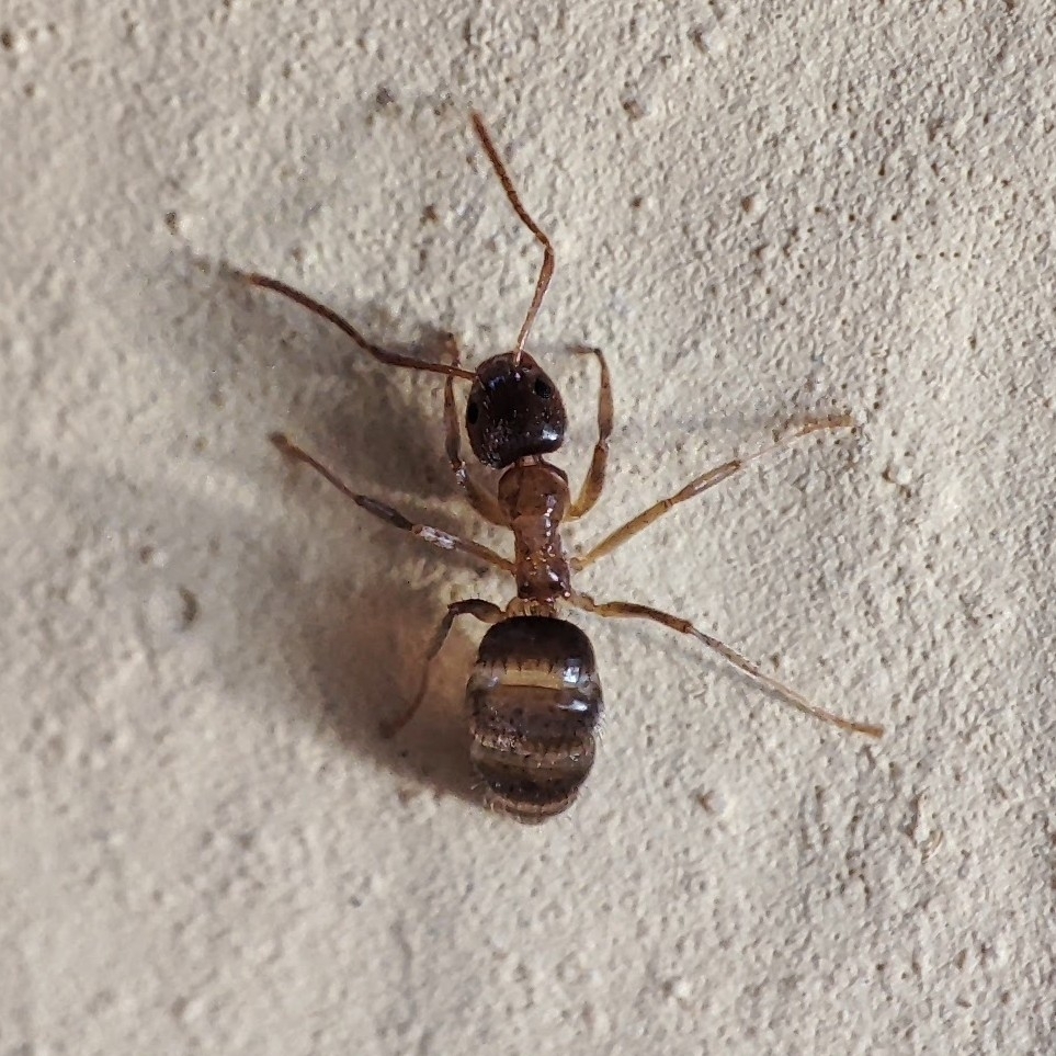 Paratrechina jaegerskioeldi