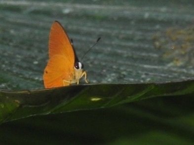 Euselasia candaria