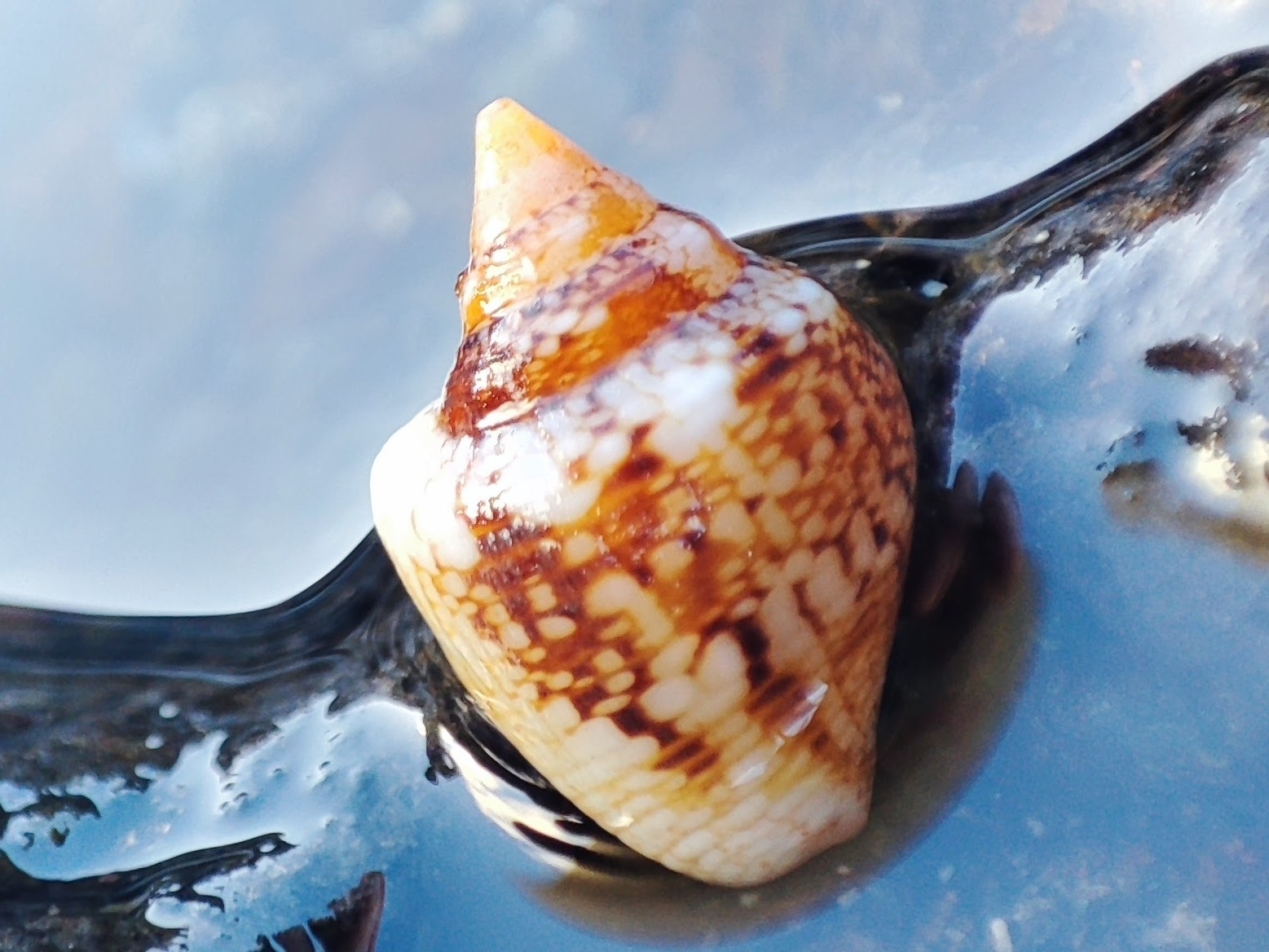 Columbella adansoni