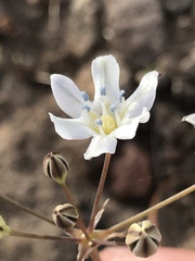 Triteleia lilacina