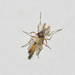 Coelotanypus tibialis - Photo (c) David Jeffrey Ringer,  זכויות יוצרים חלקיות (CC BY-NC), הועלה על ידי David Jeffrey Ringer