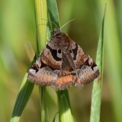 Euclidia ardita