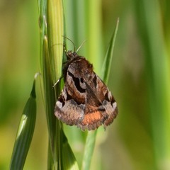 Euclidia ardita