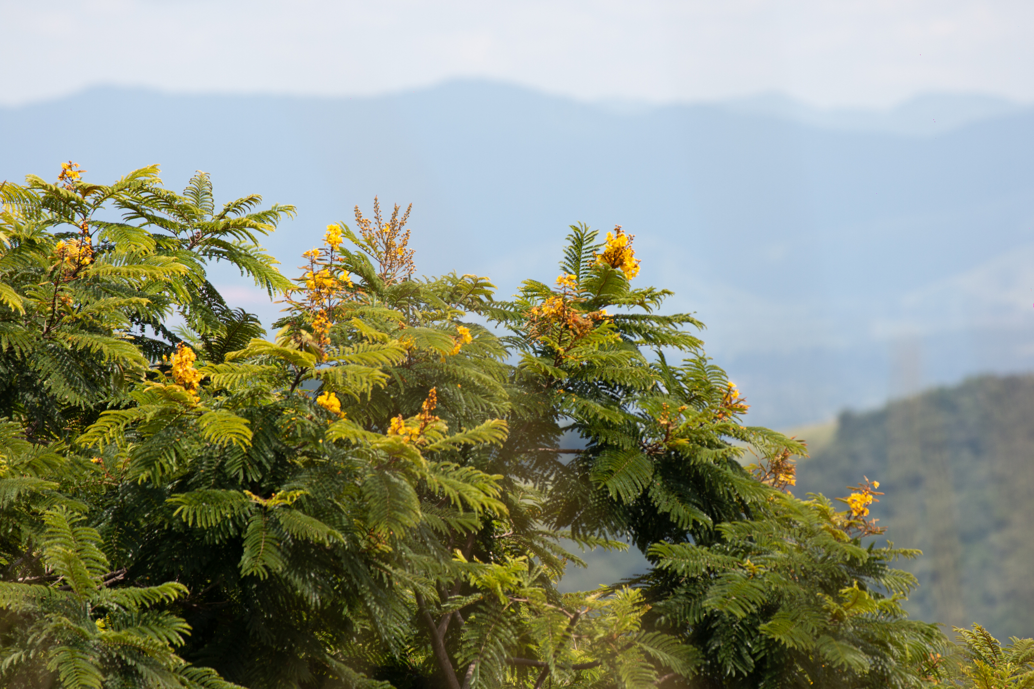Imagem de Ipê-amarelo