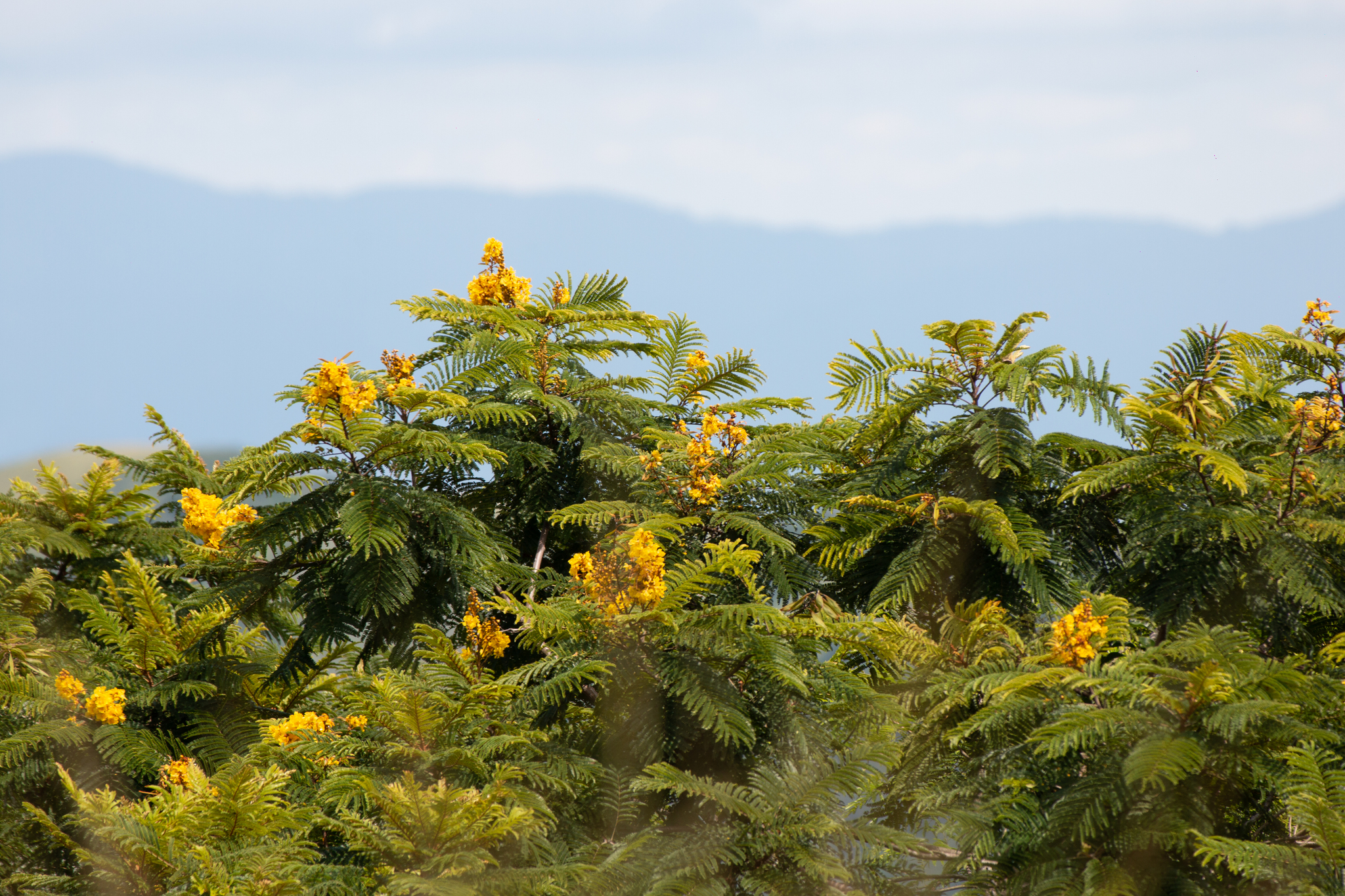 Imagem de Ipê-amarelo