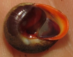 Alcadia aurantia