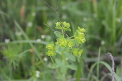 Euphorbia spathulata