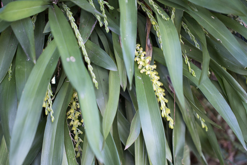 Image of Gomesa planifolia by no rights reserved