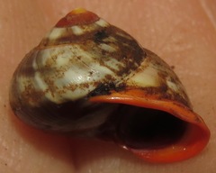 Alcadia aurantia