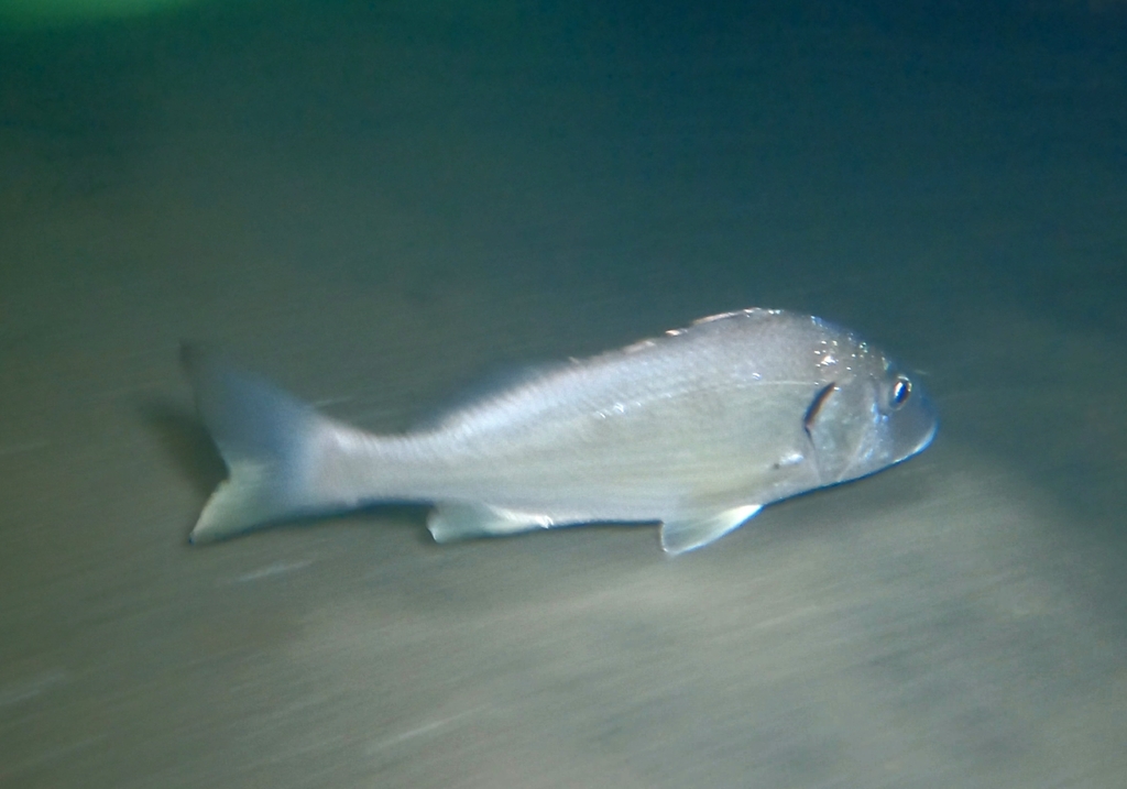 Raucous grunt (Haemulopsis leuciscus) — Haemulidae