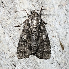 Acronicta afflicta