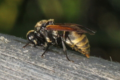 Brachygastra