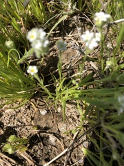 Plagiobothrys stipitatus micranthus