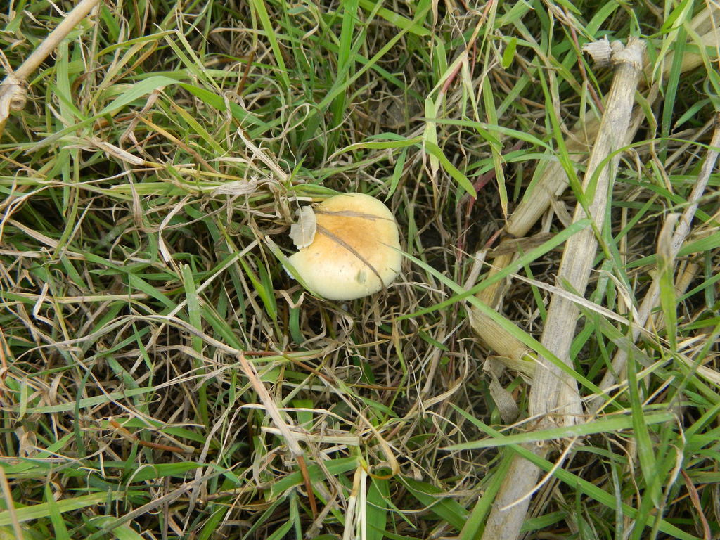 Psilocybe cubensis · April 2017 · photo: © elbeltrocco (iNaturalist, cc-by)
