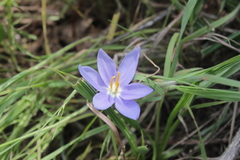 Nemastylis geminiflora