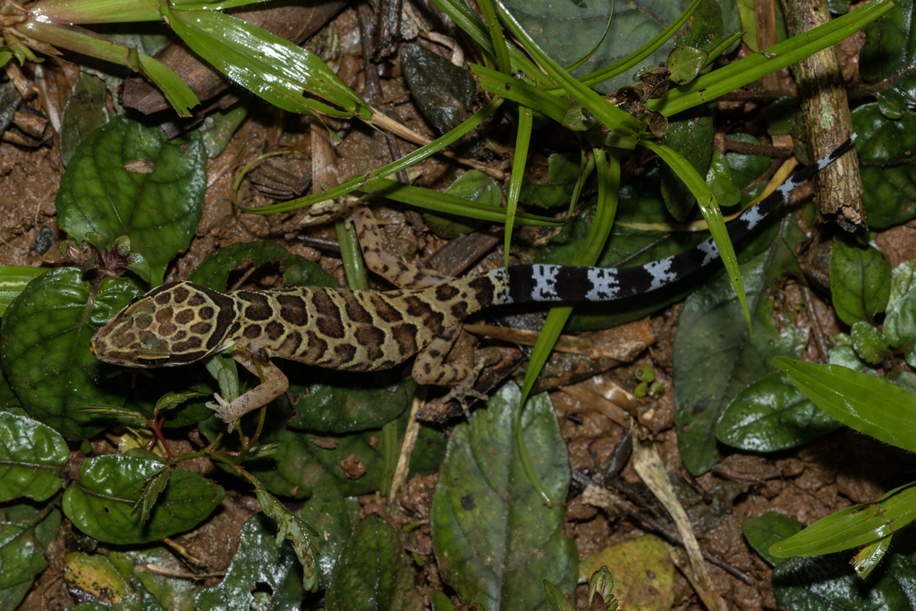 Pegu Bent-Toed Gecko