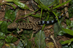 Pegu Bent-Toed Gecko photo 1