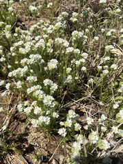 Plagiobothrys stipitatus micranthus
