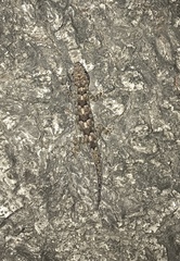 Hemidactylus mabouia