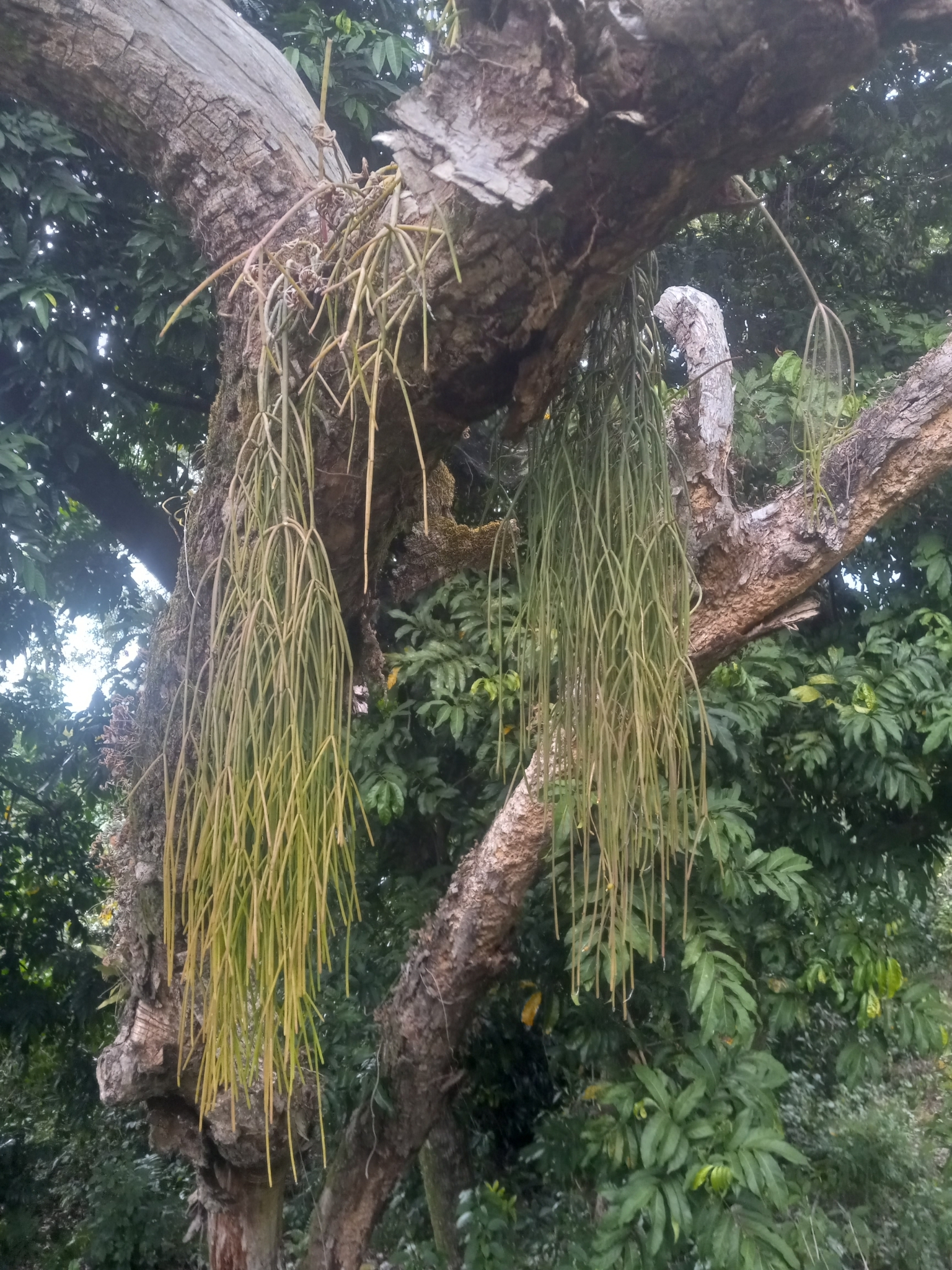 Imagem de Cacto-macarrão