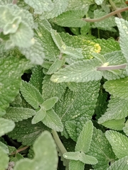 Nepeta × faassenii
