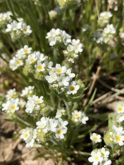 Plagiobothrys stipitatus micranthus