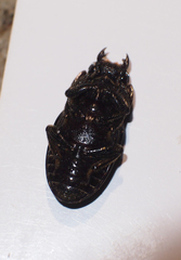 Aegus chelifer chelifer