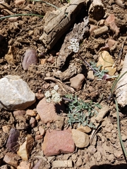 Lomatium nevadense parishii