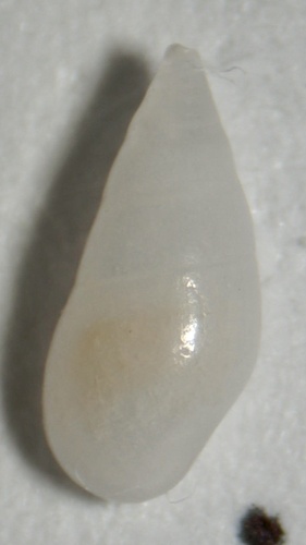 Zebina browniana observed 2024-01-22
