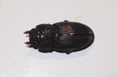 Aegus chelifer chelifer