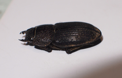 Aegus chelifer chelifer