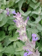 Nepeta × faassenii