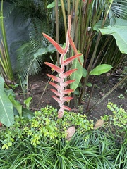 Heliconia vellerigera image