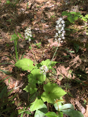 Tiarella