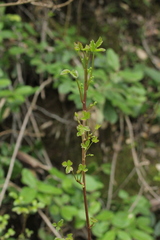Toxicodendron diversilobum