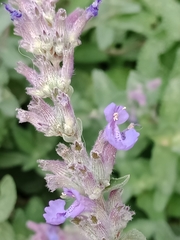 Nepeta × faassenii