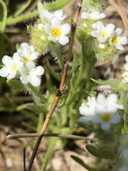 Plagiobothrys stipitatus micranthus