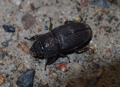 Aegus chelifer chelifer