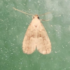 Hypenodes franclemonti