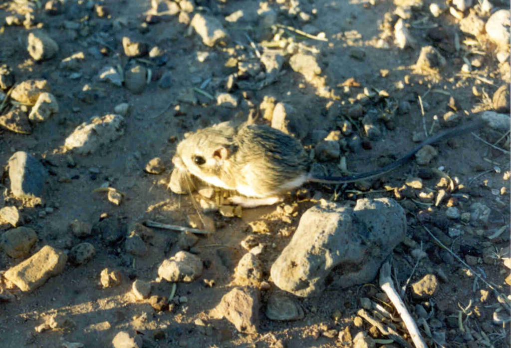 Ord's Kangaroo Rat
