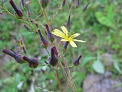 Lactuca raddeana