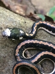 Rhabdophis chrysargoides