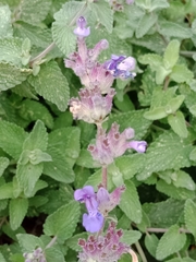 Nepeta × faassenii